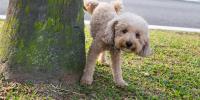 caniche levantando una pata y orinando en un árbol