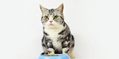 Cat at the bowl