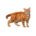 American Wirehair