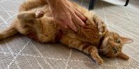Pregnant cat