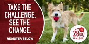 dog in yard with a red ball in his mouth