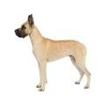 Great Dane