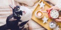 Cat looking up and meowing with a holiday tray of hot cocoa underneath them