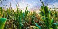 Can dogs eat corn?