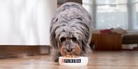 Dog Eating From Purina Bowl
