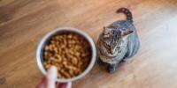Cat about to be fed cat food