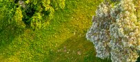 aerial image of grass and trees