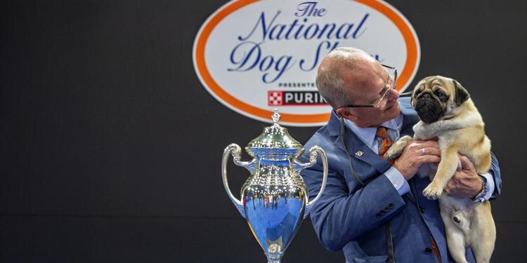 man holding up winning Pug Vito for the Best in Show National Dog Show 2024