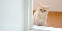 white cat peeking in window