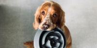 Puppy with a bowl