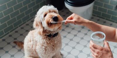 dog brushing teeth