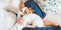 small white and tan dog sitting in a person's lap