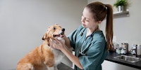 Heart Disease in Dogs hero