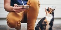 Person showing how to feed a cat