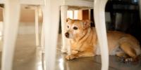 dog scared of thunder