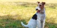 black white and brown dog sitting in grass