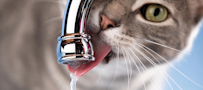 A cat drinking from a faucet