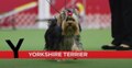 Y is for Yorkshire Terrier