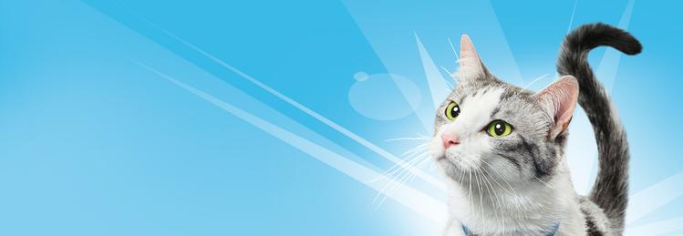 white, grey and black cat on blue background