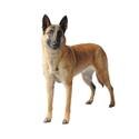 Belgian Malinois