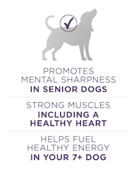 promotes mental sharpness in senior dogs