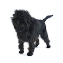 Small, black Affenpinscher with a wiry coat that’s longer around his face and shoulders.