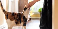 calico cat sniffing snack in person's hand