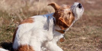 white and red dog