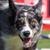 Large Dog Agility Champion