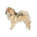 Tibetan Mastiff