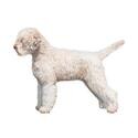 Lagotto Romagnolo