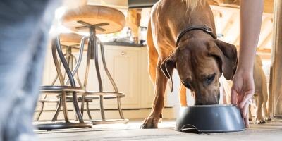 healthy dog food