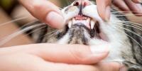 Dientes de gatos