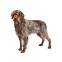 Wirehaired Pointing Griffon
