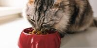 A cat eating dry senior cat food out of a bowl
