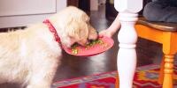 persona en una mesa sosteniendo un plato de guisantes mientras un perro dorado los está comiendo