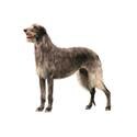 Scottish Deerhound
