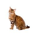 Toyger