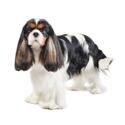 Cavalier-King-Charles-Spaniel