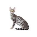 Savannah