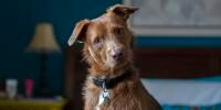 Brown dog looking at camera