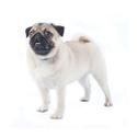 Pug