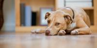 sad yellow dog laying on kitchen floor