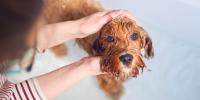 dog getting a bath