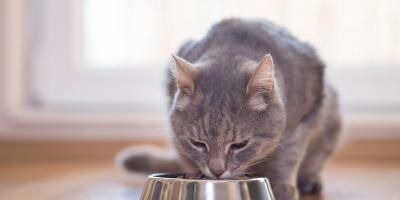 Person changing cat food for their cat