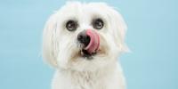 white maltese dog licking lips