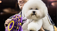 dog show winner