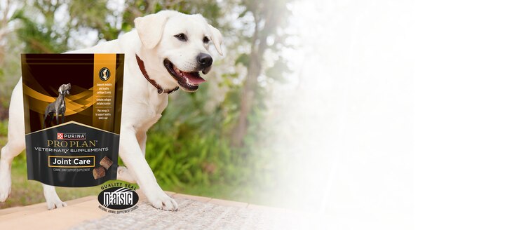 Help Your Dog Thrive with Joint Care