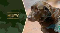 Service Dog Huey