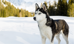 Husky